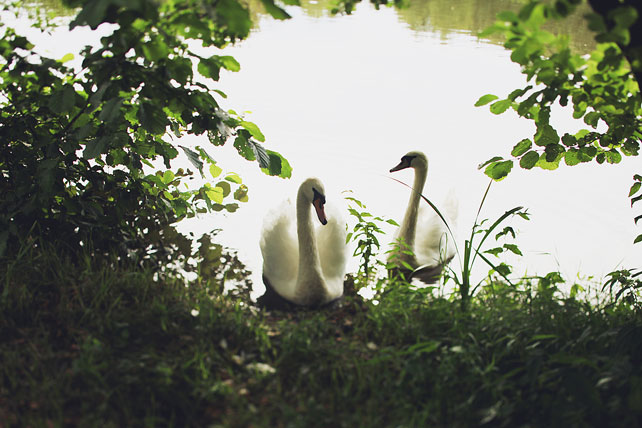 мятная свадьба, лебеди