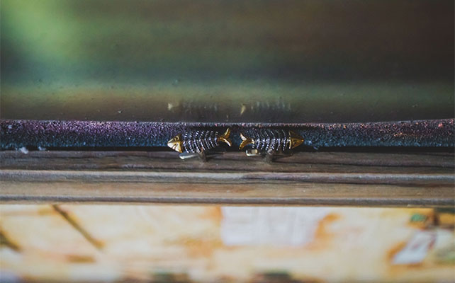 осенняя свадьба, запонки жениха