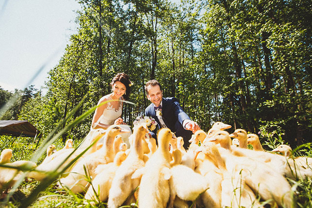Очарование Прованса, лавандовая свадьба, жених и невеста с утятами