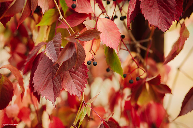 Винтажный шик, роскошная осенняя свадьба в лесу, место торжественной церемонии
