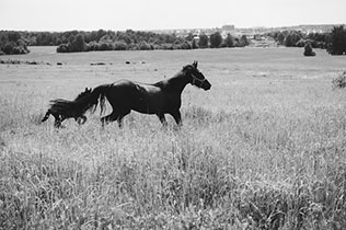 рустикальная свадьба на ранчо, фотосессия жениха и невесты