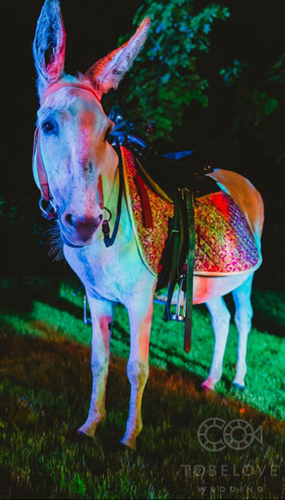 свадьба по мотивам пьесы Шекспира «Сон в летнюю ночь», церемония