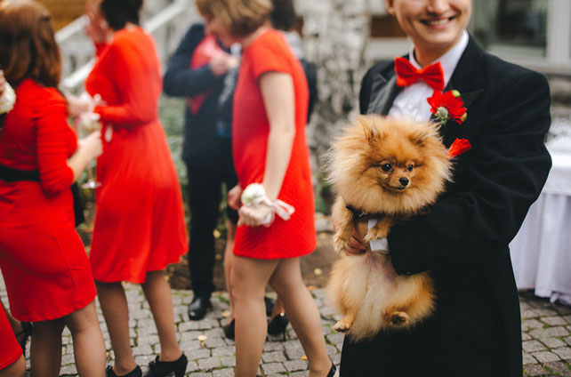 стильная свадьба в морской палитре, собака на свадьбе