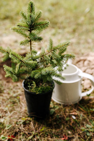 Стильная рустикальная свадьба, посадка дерева