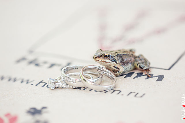 обручальные кольца и лягушка,  Анна и Александр: свадьба в стиле настольной игры Диксит