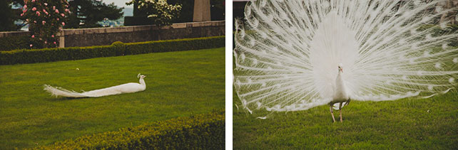 Оксана и Павел: свадьба для двоих на озере Комо, белый павлин