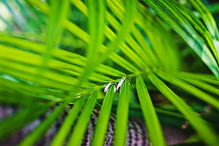 свадьба на Бали, обручальные кольца