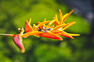 свадьба на Бали, обручальные кольца