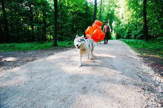 Свадьба с хаски, хаски с шариками
