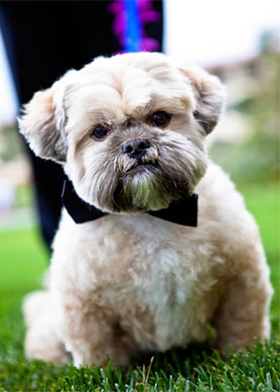 свадьба Эда и Патрисии в Греции