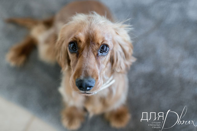 Великолепная свадьба в Испании: Мария и Денис, собака на свадьбе