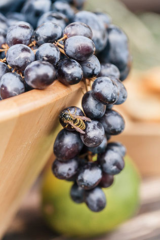 Свадьба Александра и Александры в итальянском стиле, фрукты