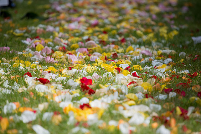 Свадьба в Пьемонте, лепестки цветов на траве