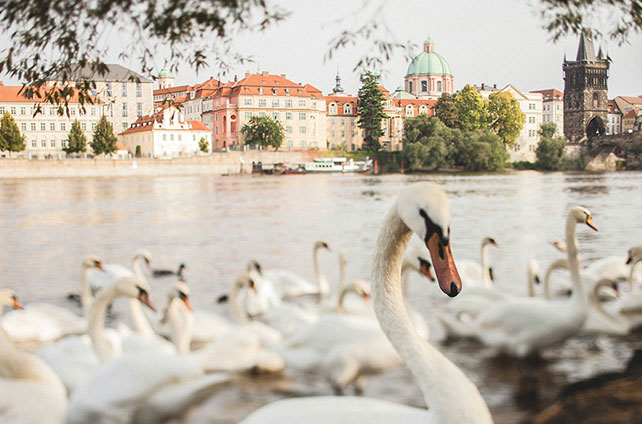 свадьба в Праге, фотосессия