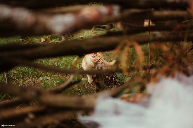 кот на свадьбе