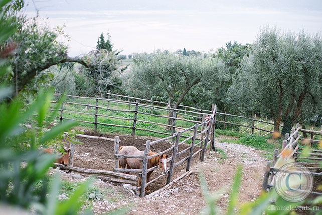 свадебная фотосессия на ранчо
